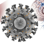 Nipah virus structure showing viral glycoproteins and brain endothelial infection